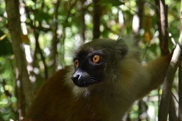 Black Lemur at Lokobe Forest, Nosy Be, Madagascar
