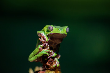 Green Frog