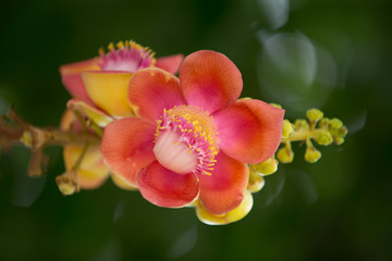 Obraz premium Flower of Cannonball tree (Couroupita guianensis) Pink Petals with yellow Pollen a beautiful macro shot of green background
