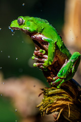 Green Frog