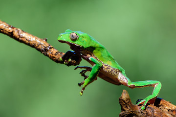 Green Frog