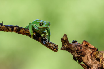 Green Frog