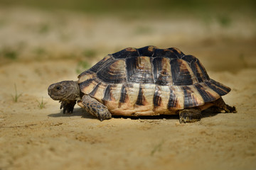 Turtle