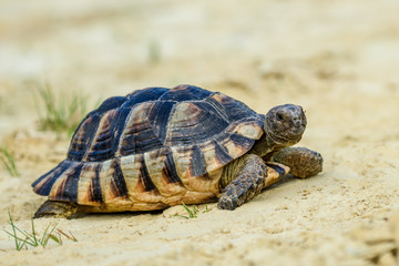 Turtle