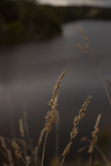 Fototapeta premium lake grass