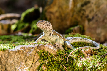 Portrait of Gecko on a rock