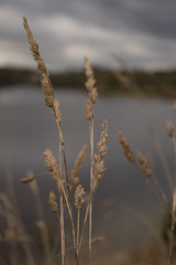 Fototapeta premium pond weeds