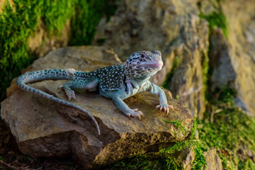 Portrait of Gecko on a rock