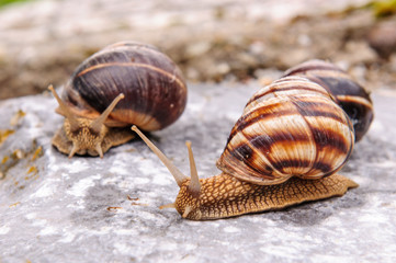 Snail with a company of other snails in nature after rain