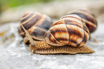 Snail with a company of other snails in nature after rain
