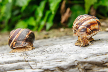 Snail with a company of other snails in nature after rain