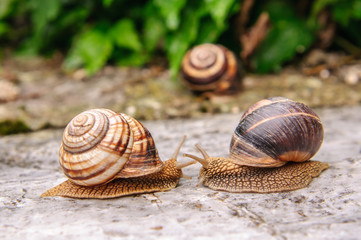 Snail with a company of other snails in nature after rain