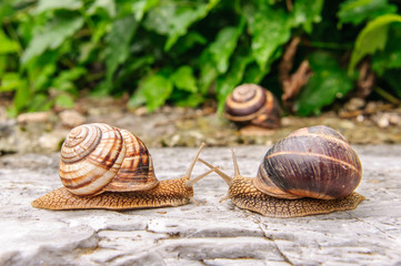 Snail with a company of other snails in nature after rain