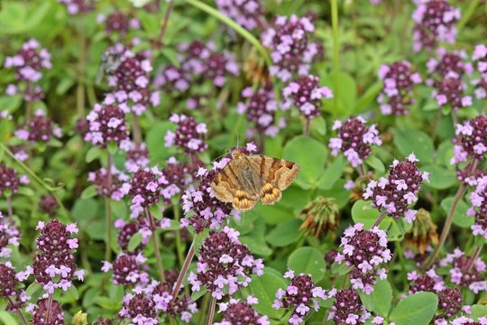 Braune Tageule (Euclidia glyphica) an Thymian (Thymus pulegioides)