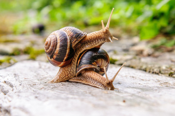 Snail with a company of other snails in nature after rain