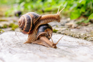 Snail with a company of other snails in nature after rain