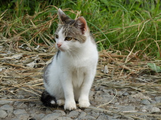 Кошка