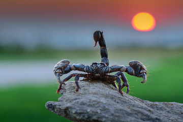 Scorpion at sunset (Scorpionida) 