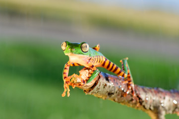 Frog Phyllomedusa bicolor, also known as blue-and-yellow frog, bicoloured tree-frog, giant monkey...