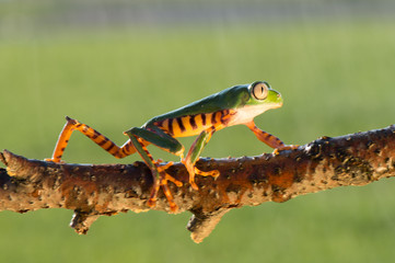 Frog Phyllomedusa bicolor, also known as blue-and-yellow frog, bicoloured tree-frog, giant monkey frog,[2] giant leaf frog,[3] or waxy-monkey treefrog,[4] is a hylid frog. It is found in the Amazon ba