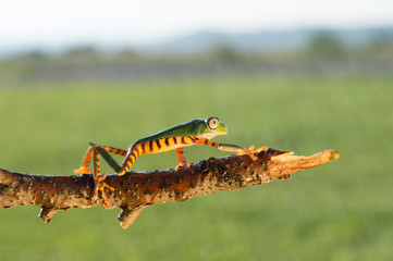 Frog Phyllomedusa bicolor, also known as blue-and-yellow frog, bicoloured tree-frog, giant monkey frog,[2] giant leaf frog,[3] or waxy-monkey treefrog,[4] is a hylid frog. It is found in the Amazon ba