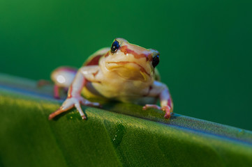 red frog