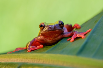 red frog
