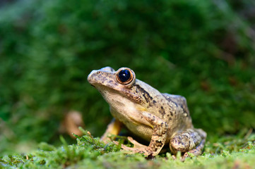 Frog on the branch