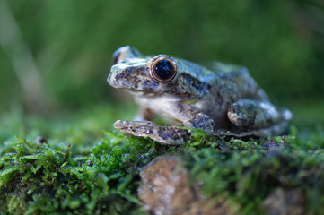 Frog on the branch