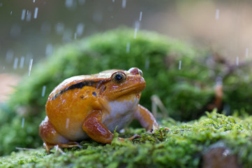 frog (Dyscophus antongilii) 