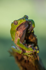 Frog Phyllomedusa bicolor, also known as blue-and-yellow frog, bicoloured tree-frog, giant monkey frog,[2] giant leaf frog,[3] or waxy-monkey treefrog,[4] is a hylid frog. It is found in the Amazon ba