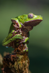 Frog Phyllomedusa bicolor, also known as blue-and-yellow frog, bicoloured tree-frog, giant monkey...