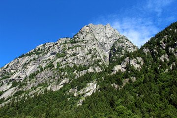 Pine tree wood on a granite mountain