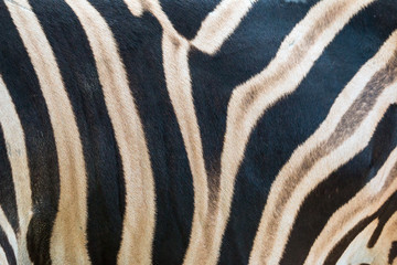 Close up of stripe pattern of Zebra body feather, Zebra fur background