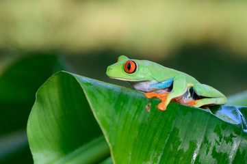 Frog(Agalychnis callidryas) 