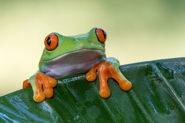 Frog(Agalychnis callidryas) 
