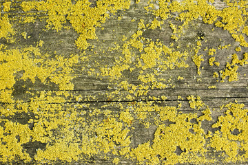 old wood top cover lichen organic texture