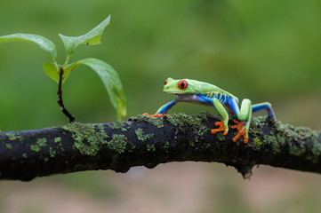 Frog(Agalychnis callidryas) 