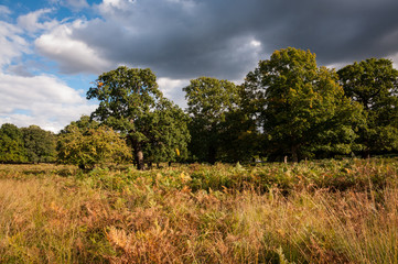 Fototapeta premium Alberi e felci