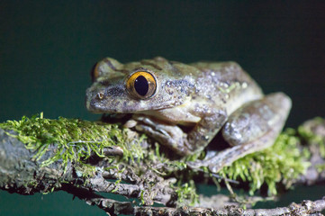 Frog on the branch