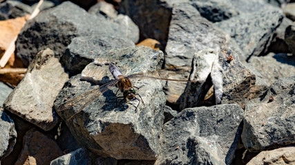 dragonfly resting in the sun