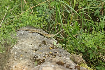 Männliche Zauneidechse (Lacerta agilis) auf Stein
