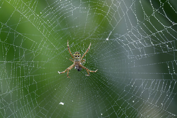 Spider on web for wildlife background