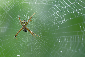 Spider on web for wildlife background