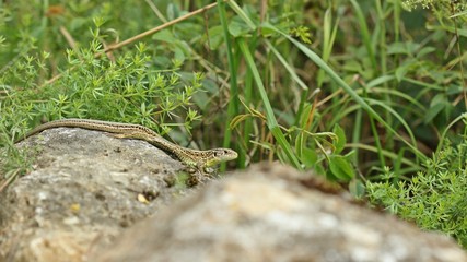 Männliche Zauneidechse (Lacerta agilis) auf Stein
