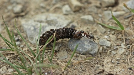 Ameise schleppt Raupe