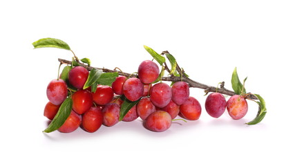 Wild plums with leaves and twigs, ringlov, isolated on white background