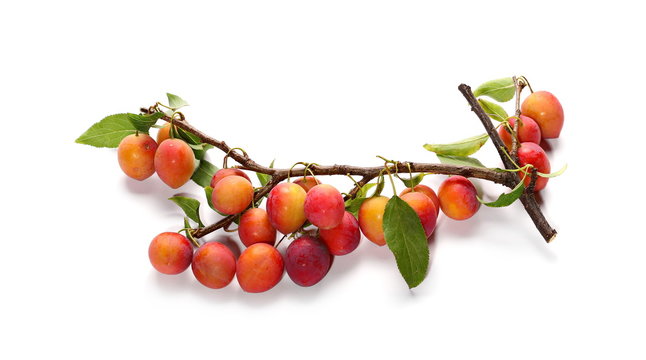 Wild plums with leaves and twigs, ringlov, isolated on white background
