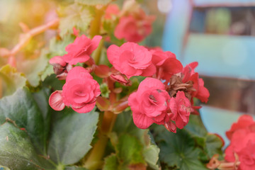 Begonia flower / View of red begonia flower in the garden. (Begonia spp. : Begoniaceae) Soft focus.