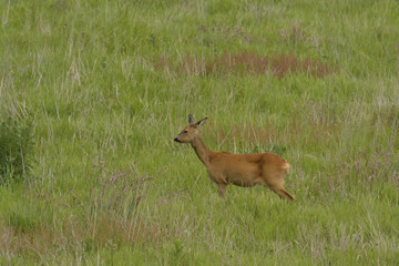 Deer
